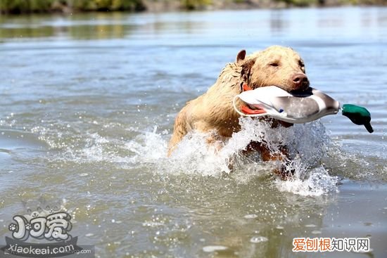 乞沙比克猎犬怎么训练随行，乞沙比克猎犬随行训练，土猎犬训练方法