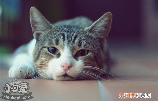 猫咪摔伤了能自愈吗，猫咪摔伤腿了会自己痊愈吗