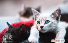 猫瘟消毒液哪个牌子好,猫瘟消毒后又养了一只,猫瘟消毒后可以养猫吗