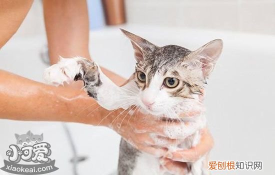 春季猫咪常见疾病,春天猫咪应该注意什么,春季猫咪感染，猫咪冬天发春吗