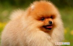 博美犬5岁是不是老了 博美犬几岁进入老年