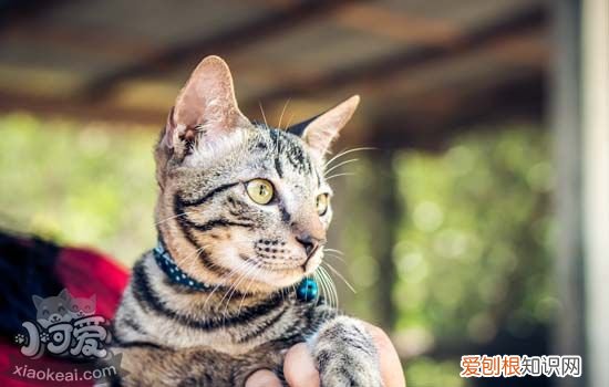 猫咪像哮喘一样咳嗽,猫哮喘怎么回事,猫咪像哮喘一样急呼吸，猫跟哮喘了一样咳嗽