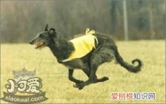 怎样训练苏格兰猎鹿犬装死，苏格兰猎鹿犬装死训练