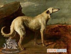 苏格兰猎鹿犬怎么训练握手，苏格兰猎鹿犬握手训练，如何训练小鹿犬握手