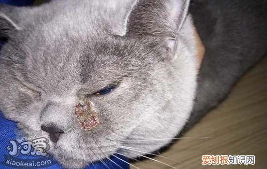 猫癣多久能好,猫身上猫癣多久能好,猫得了猫癣多久能好，猫咪得了猫癣一般多久才能好