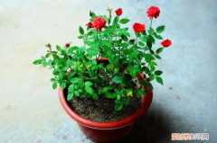 醒花之后怎么养花 鲜花怎样醒花后再插