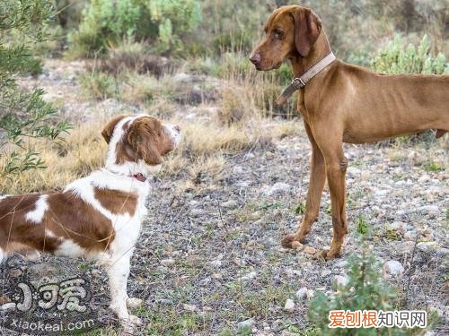 布列塔尼犬用餐怎么训练，布列塔尼犬用餐训练方法