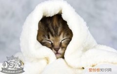 猫瘟后多久可以养猫,猫瘟后多久再养猫,猫瘟后多长时间不能养猫，猫瘟要过多久才能再养猫