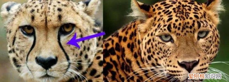 猎豹和豹子有什么不同 猎豹跟豹子有什么区别