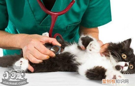 猫受伤了怎么处理伤口,猫受伤了怎么办,猫受伤了可以用碘伏吗，猫咪受伤了可以用碘伏消毒吗