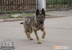 昆明犬怎么训练大小便，昆明犬定点上厕所训练方法，幼犬怎么训练定点大小便