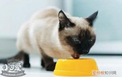 猫吃什么吐什么怎么办,猫频繁呕吐,猫吃完就吐是怎么回事，猫咪吃啥都吐怎么办