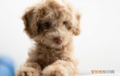 新买的幼犬很臭怎么办呢 新买的幼犬很臭怎么办