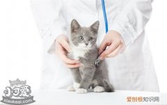 出生2天小猫拉稀,刚出生小猫拉稀,幼猫拉稀怎么办，刚出生第二天小猫拉稀