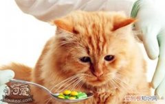 猫呕吐黄水怎么办,猫呕吐怎么办,猫呕吐吃什么药，猫吐黄水是怎么办吃什么药物