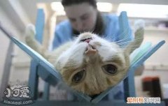 猫发情期可以做绝育吗,猫发情绝育好不好,猫发情能做绝育吗