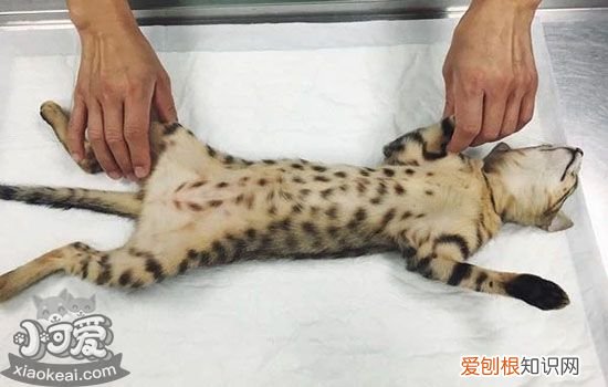 猫发情期可以做绝育吗,猫发情绝育好不好,猫发情能做绝育吗