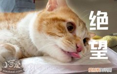 猫发情期间可以绝育吗,猫发情做绝育有影响吗,猫绝育了还发情