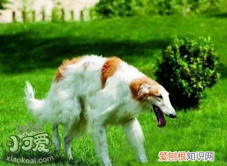 怎么训练苏俄猎狼犬随行，苏俄猎狼犬随行训练，苏俄猎狼犬怎么养