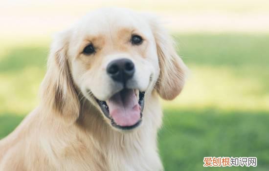 一般家养的狗会有狂犬病吗 家养的狗会有狂犬病吗