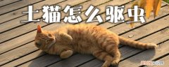 土猫怎么驱虫,土猫，土猫用什么驱虫药