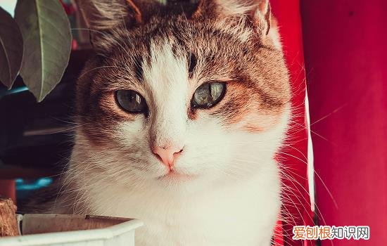 猫体内有虫的原因 猫体内有虫的症状是什么