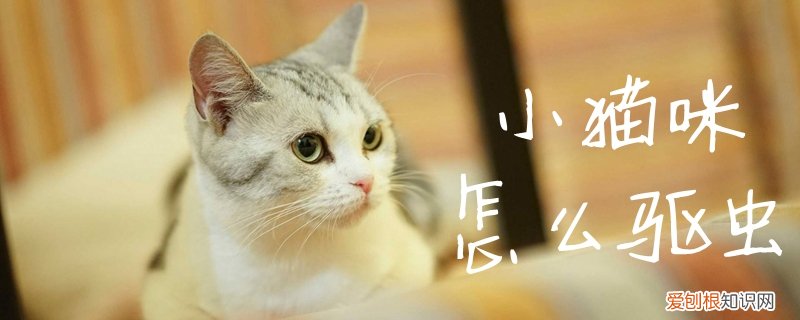 小猫咪怎么驱虫,小猫咪，小猫咪驱虫怎么做