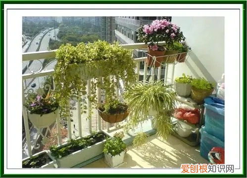 兰花焦尖是什么毛病 兰花焦尖的原因与防治