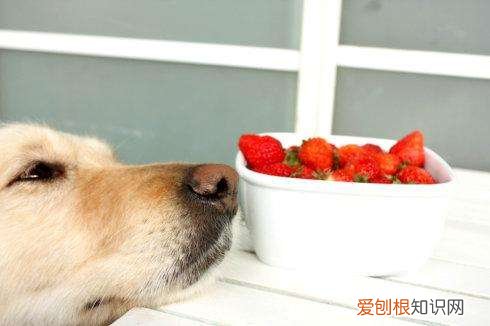 狗狗能够吃草莓吗 狗狗可以吃草莓吃