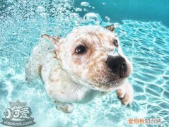 狗狗怎么学游泳，狗狗游泳学习训练教程，狗如何游泳