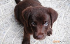 小型纯黑犬都有什么品种图片 小型纯黑犬都有什么品种