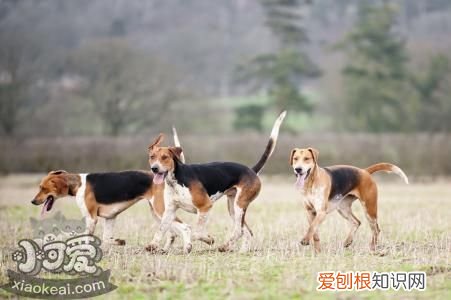 英国猎狐犬怎么习惯笼子，英国猎狐犬训练注意事项，英国狩猎犬