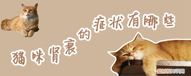 猫咪肾衰的症状有哪些,猫，猫咪肾衰的症状有哪些,猫能吃什么