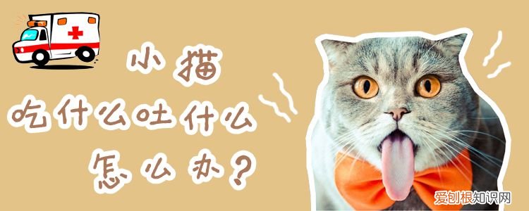 小猫吃什么,猫，小猫吃什么猫粮身体好