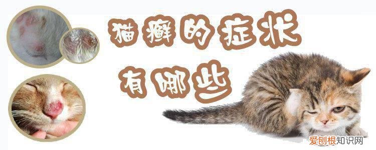 猫癣,猫，猫癣猫会不会痒