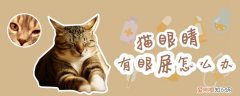 猫眼睛,猫，猫眼睛猫眼镜