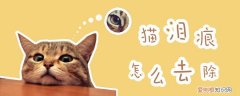 猫泪痕,猫,，猫的泪痕什么样