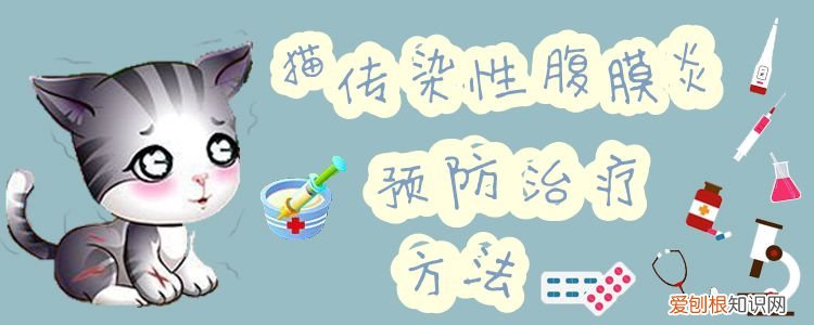 猫传染性腹膜炎,猫，猫的传染性腹膜炎症状