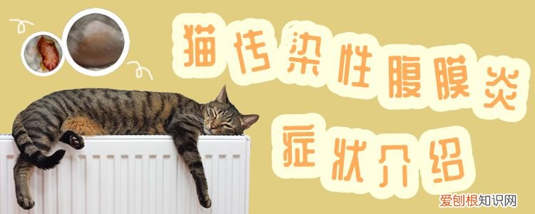 猫传染性腹膜炎,猫，猫传染性腹膜炎,猫传染吗