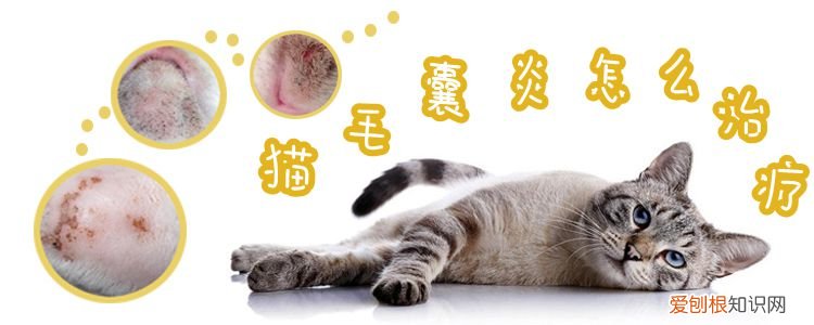 猫毛囊炎,猫，猫毛囊炎猫癣