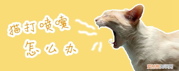 猫打喷嚏怎么办，三个月的小猫打喷嚏怎么办