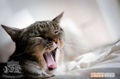 猫咪牙周炎,牙周炎,猫，猫咪得了牙周炎该怎么办