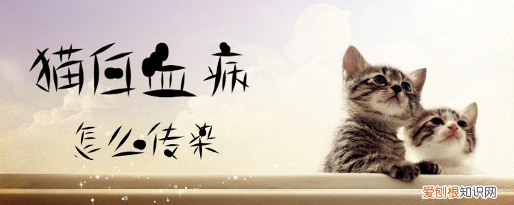 猫白血病,白血病,猫，猫白血病,白血病,猫传染吗