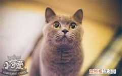 猫咪咳嗽怎么办,猫咪咳嗽,狗，猫咪咳嗽怎么办,猫咪咳嗽,狗会咳嗽吗