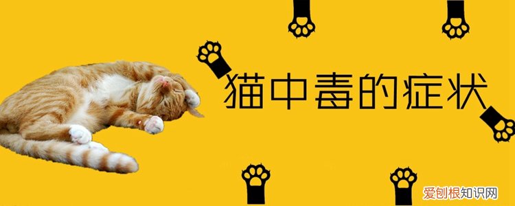 猫中毒的症状,猫，猫中毒会出现什么症状