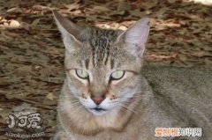 肯尼亚猫驱虫,肯尼亚猫,猫，肯尼亚猫多少钱