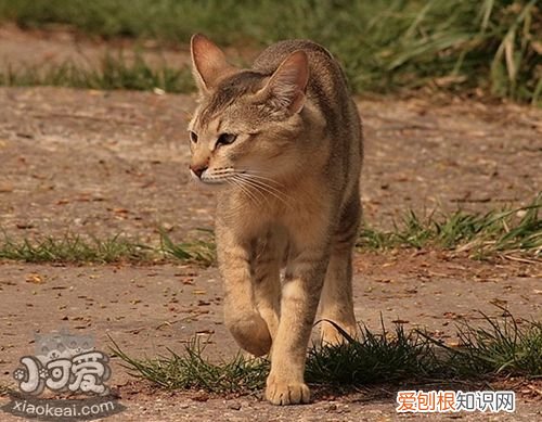 非洲狮子猫脱肛,非洲狮子猫,猫