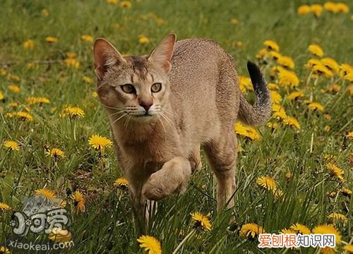 非洲狮子猫尿路感染,非洲狮子猫,猫，公猫容易尿路感染