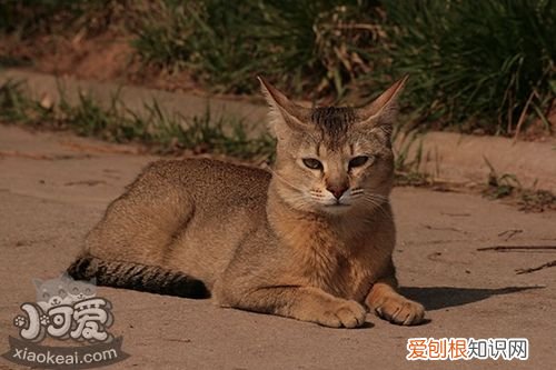 非洲狮子猫,眼睛分泌物多,猫，英短猫眼睛分泌物