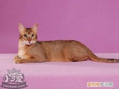 非洲狮子猫发烧,非洲狮子猫,猫，狮子猫容易得什么病